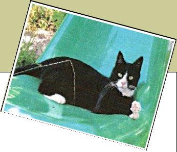 Bild : Nemo